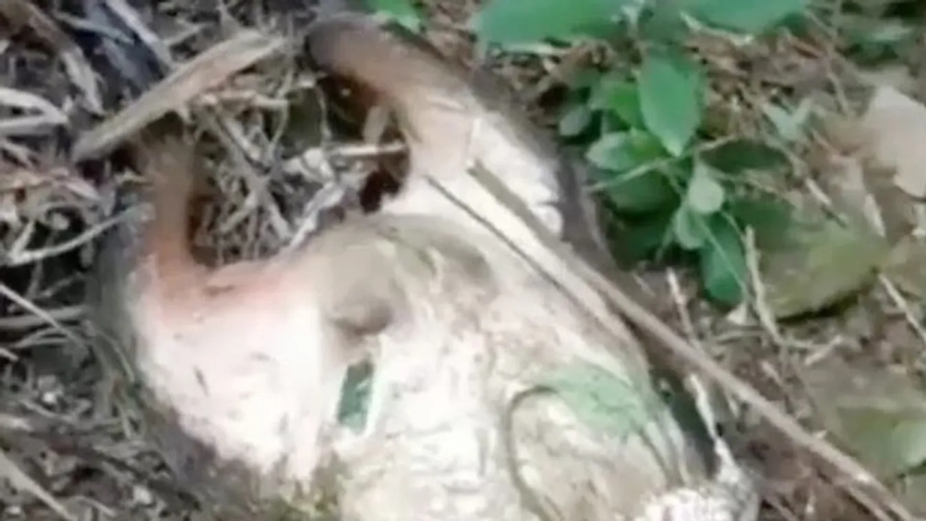 Felfalta a piton a 40 kilós kecskét, durva, ami ezután történt - Videó