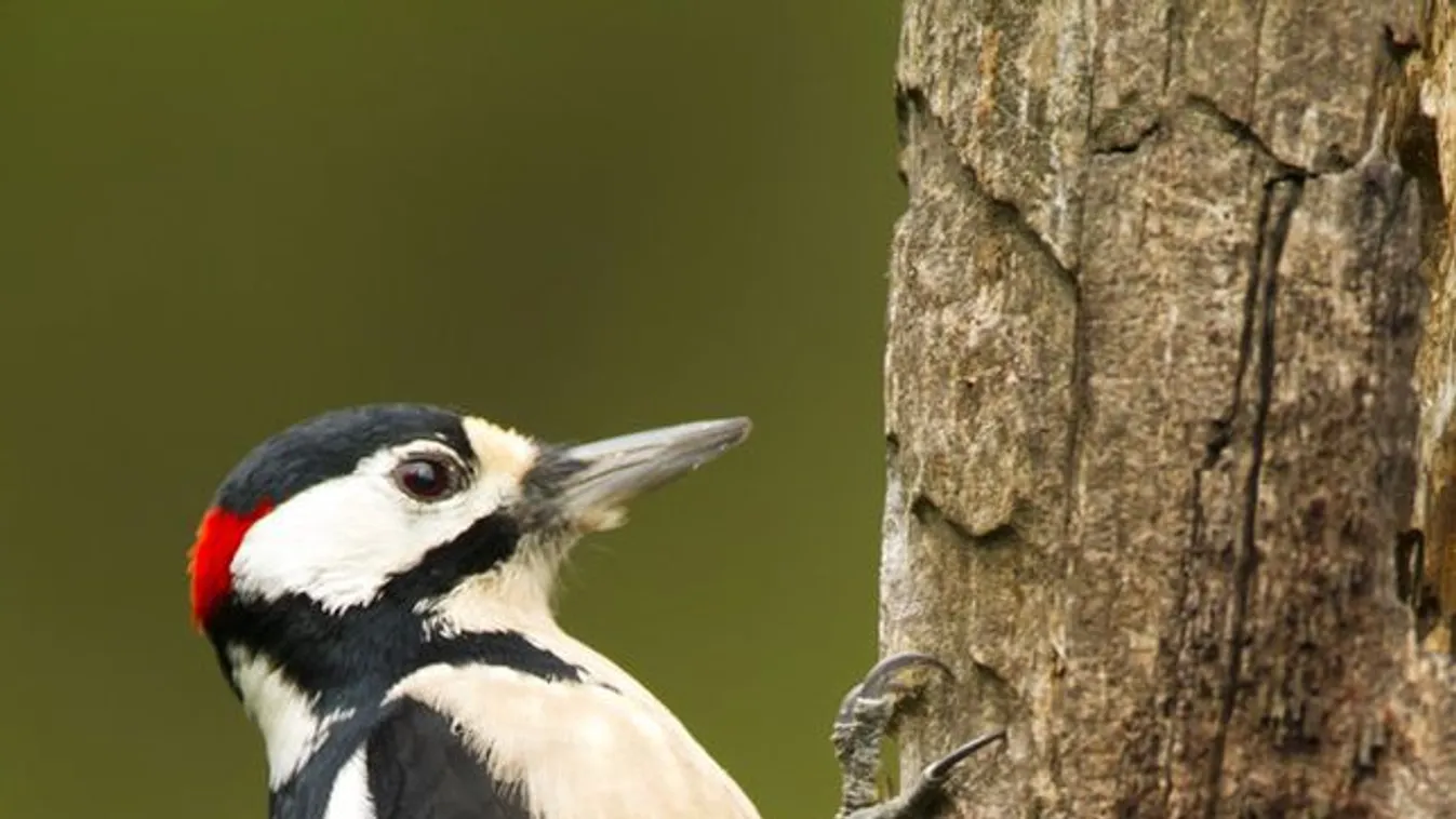Orbán: Régen azt hittük a harkályt nem kell biztatni, hogy kopácsoljon