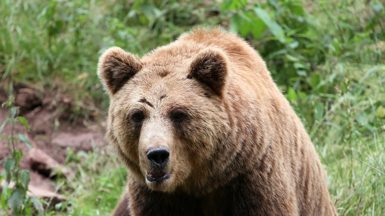 Medvetámadás ért egy vonatot Ótátrafüreden - videó
