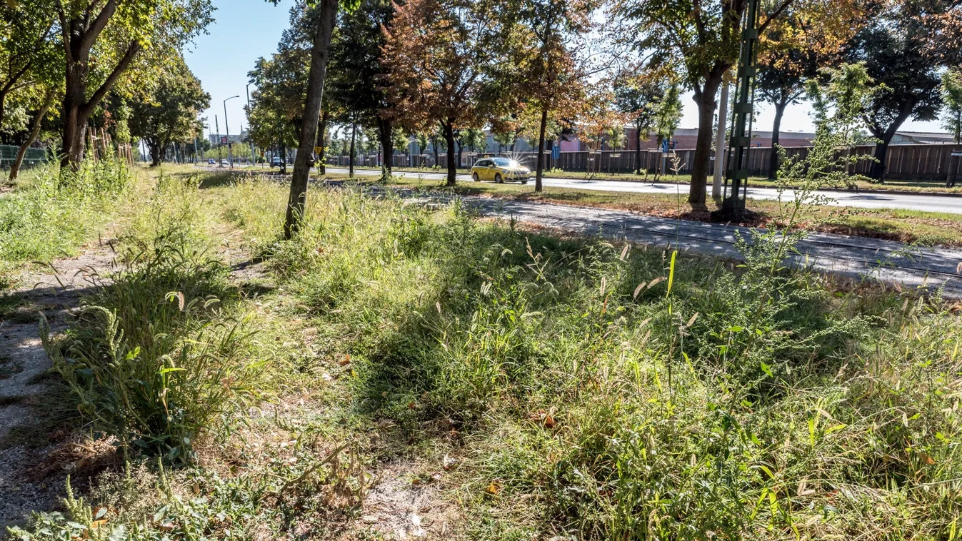 Karácsony Gergely alkalmatlansága: botrányos állapotú a Pillangó park