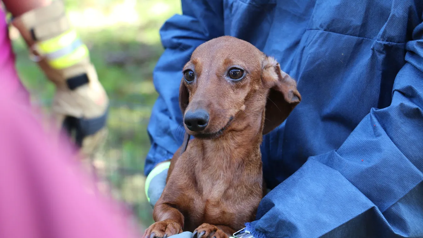 Több mint száz tacskót sanyargatott a barcsi állatkínzó