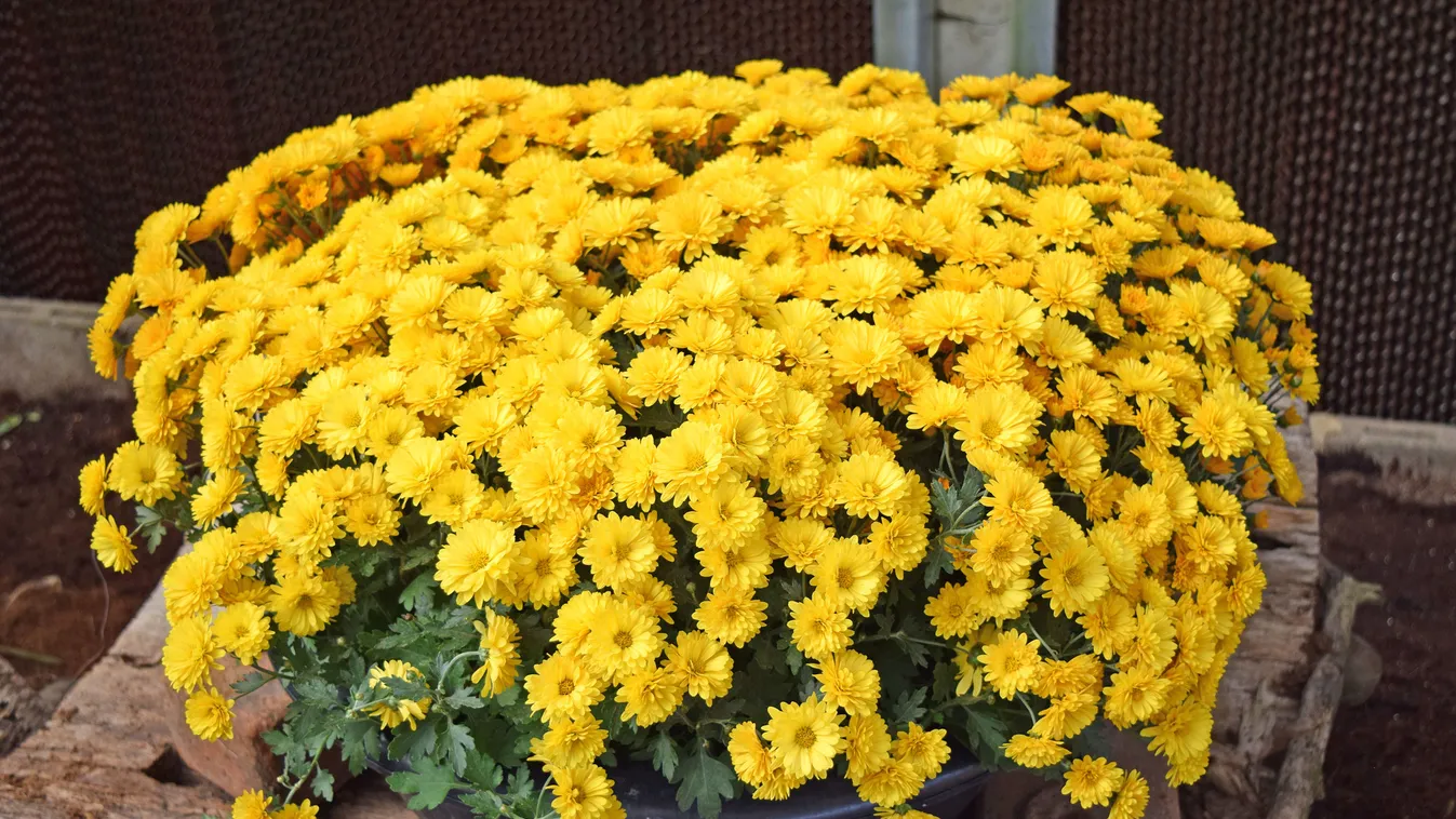 Így lesz sokáig szép a krizantém