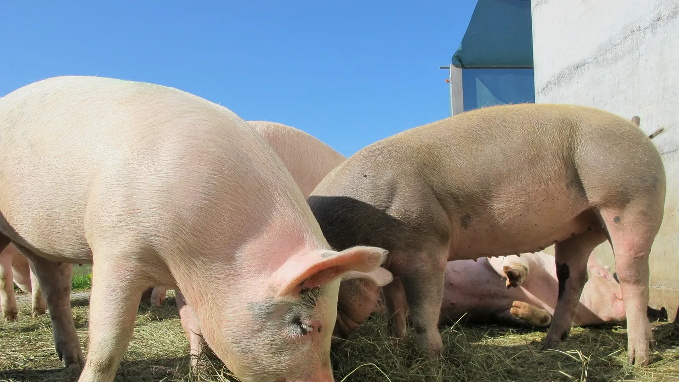 Belefulladt a sertéstelep szennyvizébe, így bűnhődik a felelős