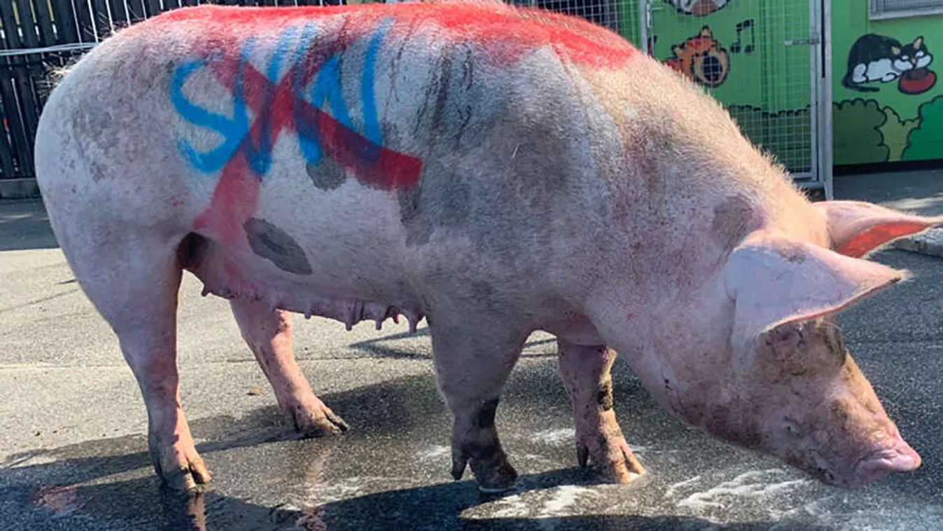 Disznófejek az utcán: állatkínzókra vadászik a rendőrség