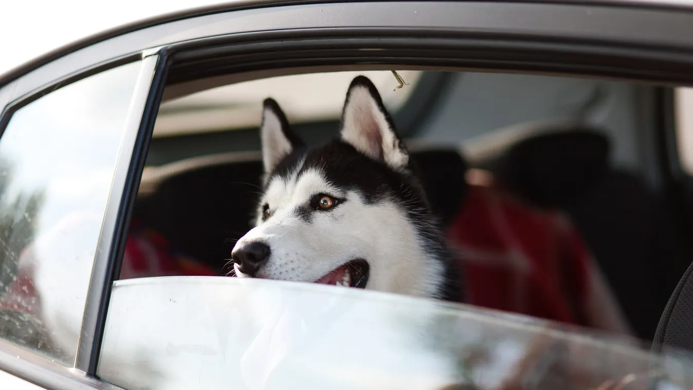 Megdöbbentő: itthon a legtöbb ember szerint a kutya nem az asztalhoz vagy az ágyba való!
