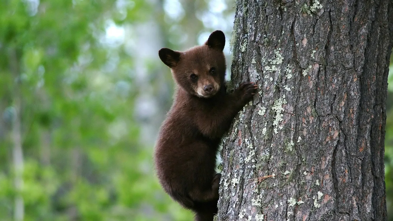 A férfi sem akart hinni a szemének, mikor meglátta, hogy kik dudálnak a kocsijában