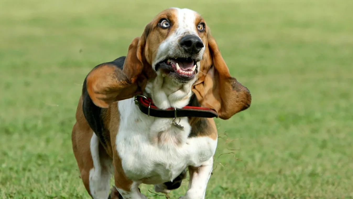 Ünnepeld velünk egy mosollyal az Állatok Világnapját!