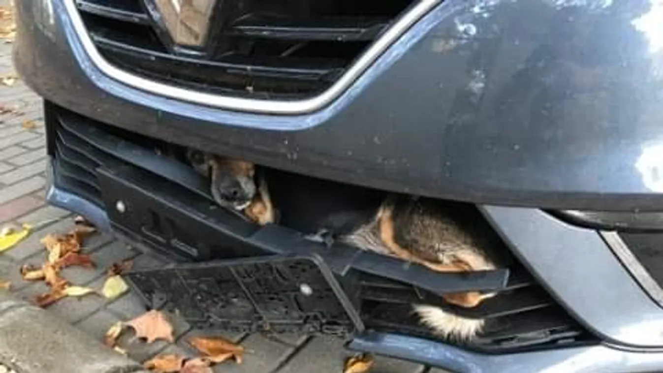 Durva, a lökhárítón hurcolta az elütött kutyát Kecskeméttől Szolnokig