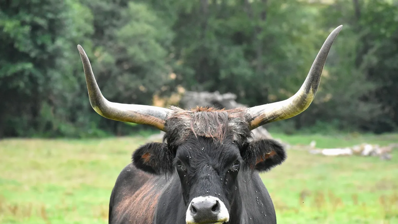 Őrület a vágóhídon, egy ország rajong a szökött állatért