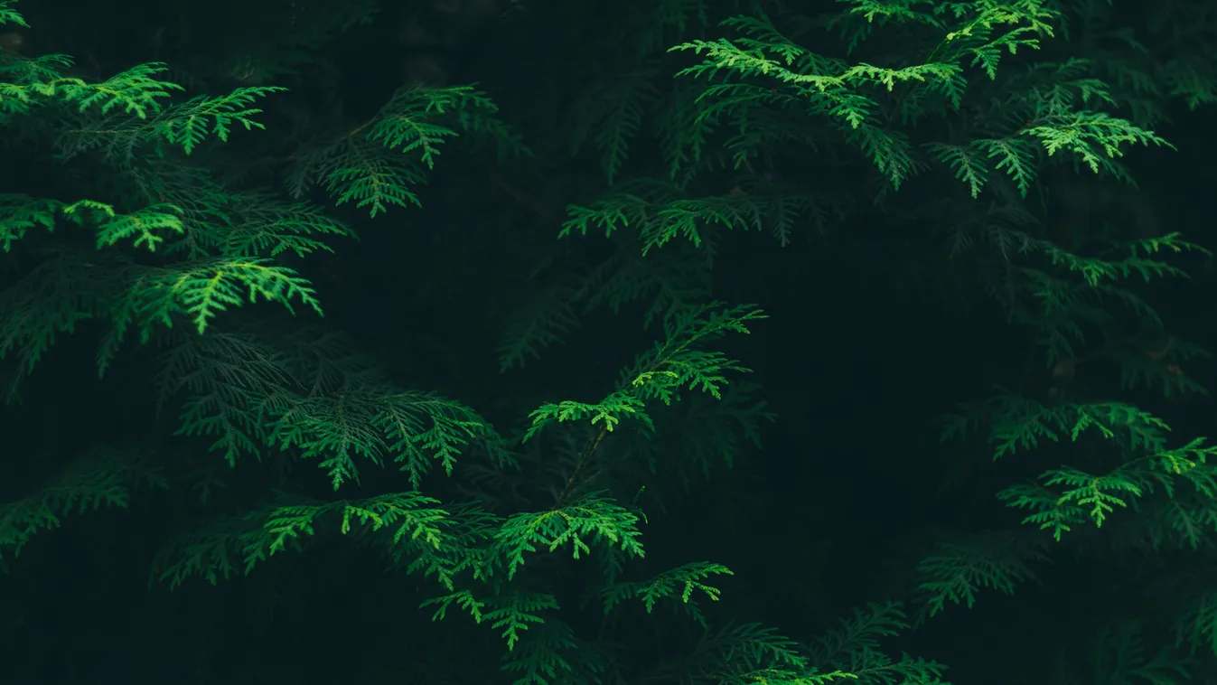 Tragédia Tiszaújlakon: összeveszett feleségével, majd meghalt a férfi