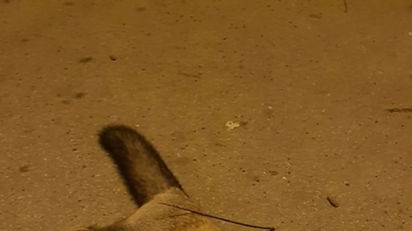 Durva dolgot találtak Óbudán, az egyik forgalmas útnál 18+