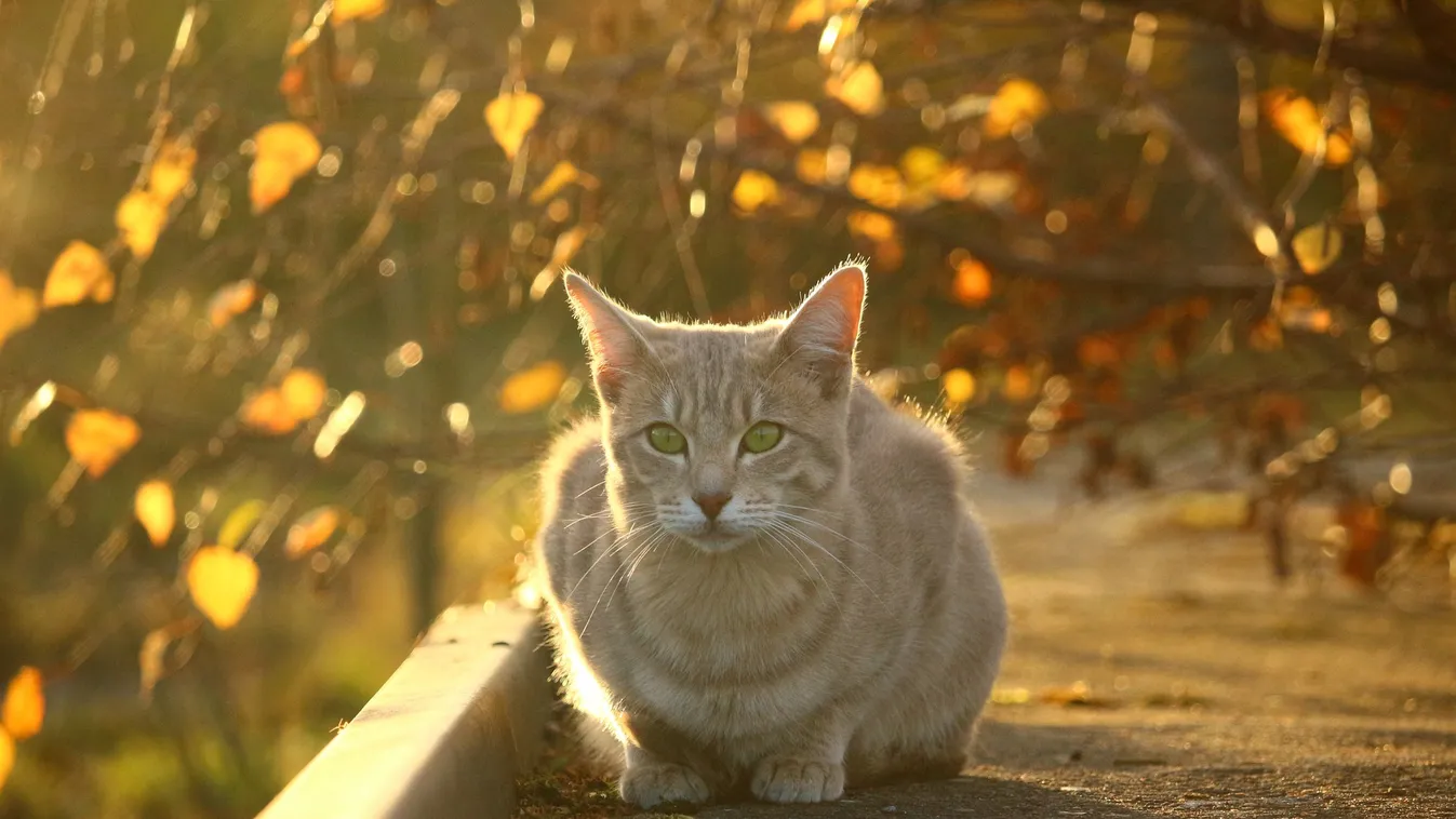 Ködös reggelek jönnek, de a hét közepéig még kiélvezheted a napsütést is