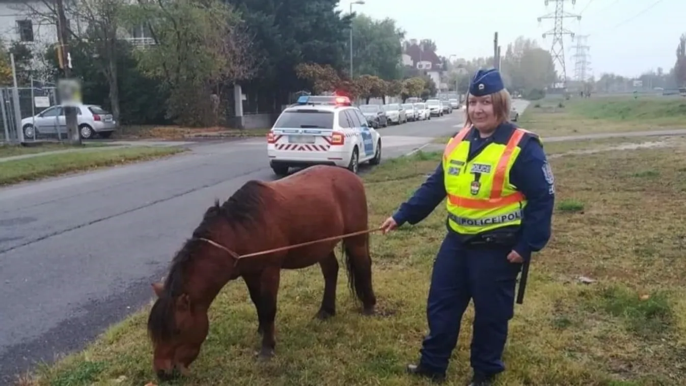 Közzétette a nap képét a rendőrség: elkóborolt pónit fogtak Zuglóban