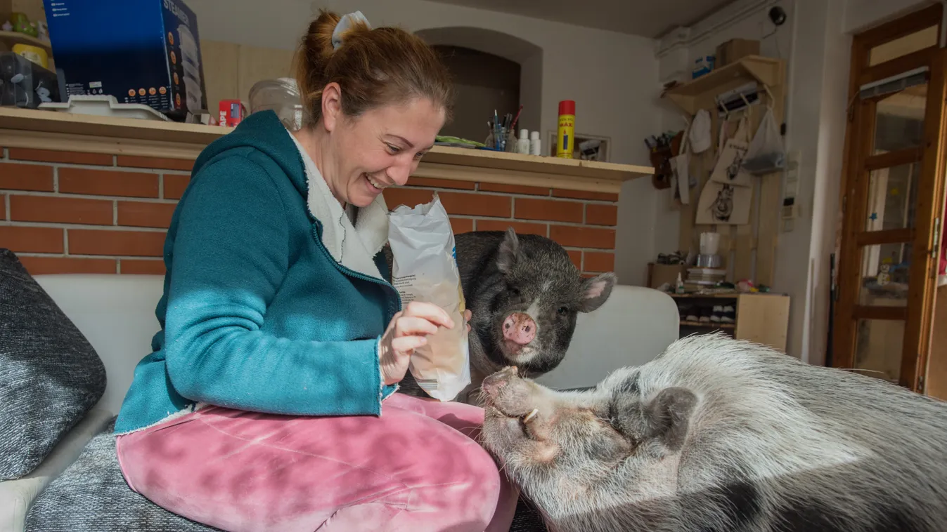 Így él Olga, a malacok megmentője