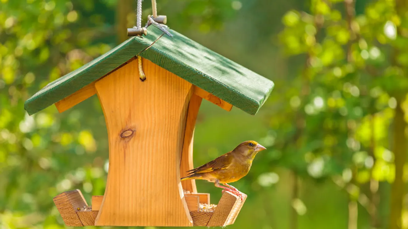 Mikor kell elkezdeni etetni a madarakat a kertben?