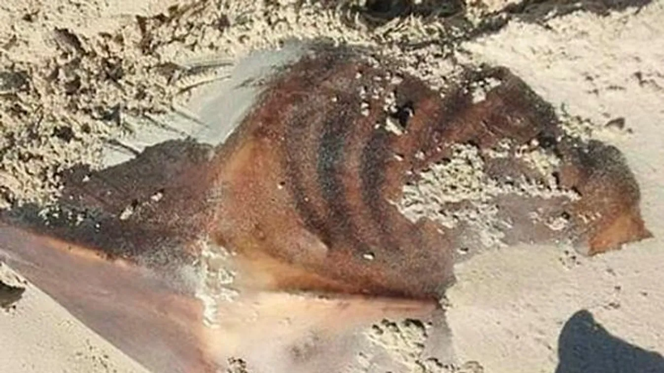 Óriási mutáns szörnyet mosott partra az ár, mindenki elsápadt - Fotó