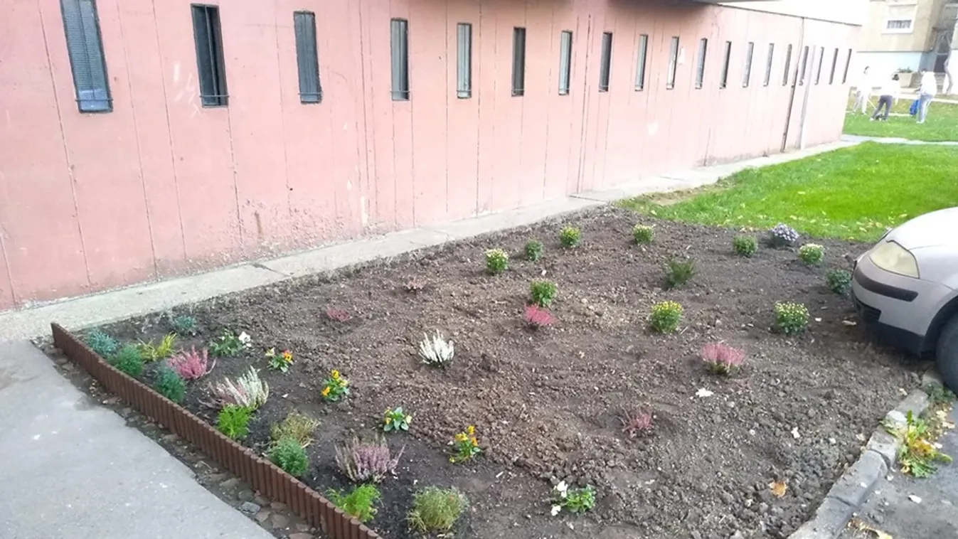 Újra virágzik az ellopott kiskert a győri lakótelepen