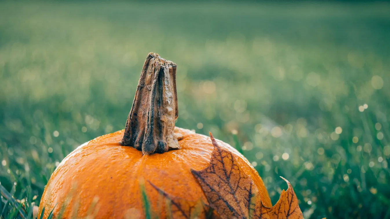 Gigantikus töke nőtt a gazdának, de a meglepetés csak utána jött