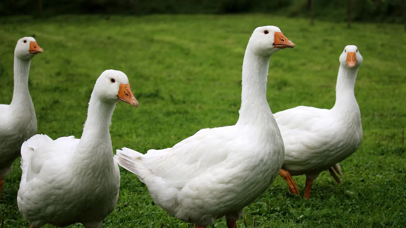 Ezeken a helyeken ehetsz libát a hétvégén