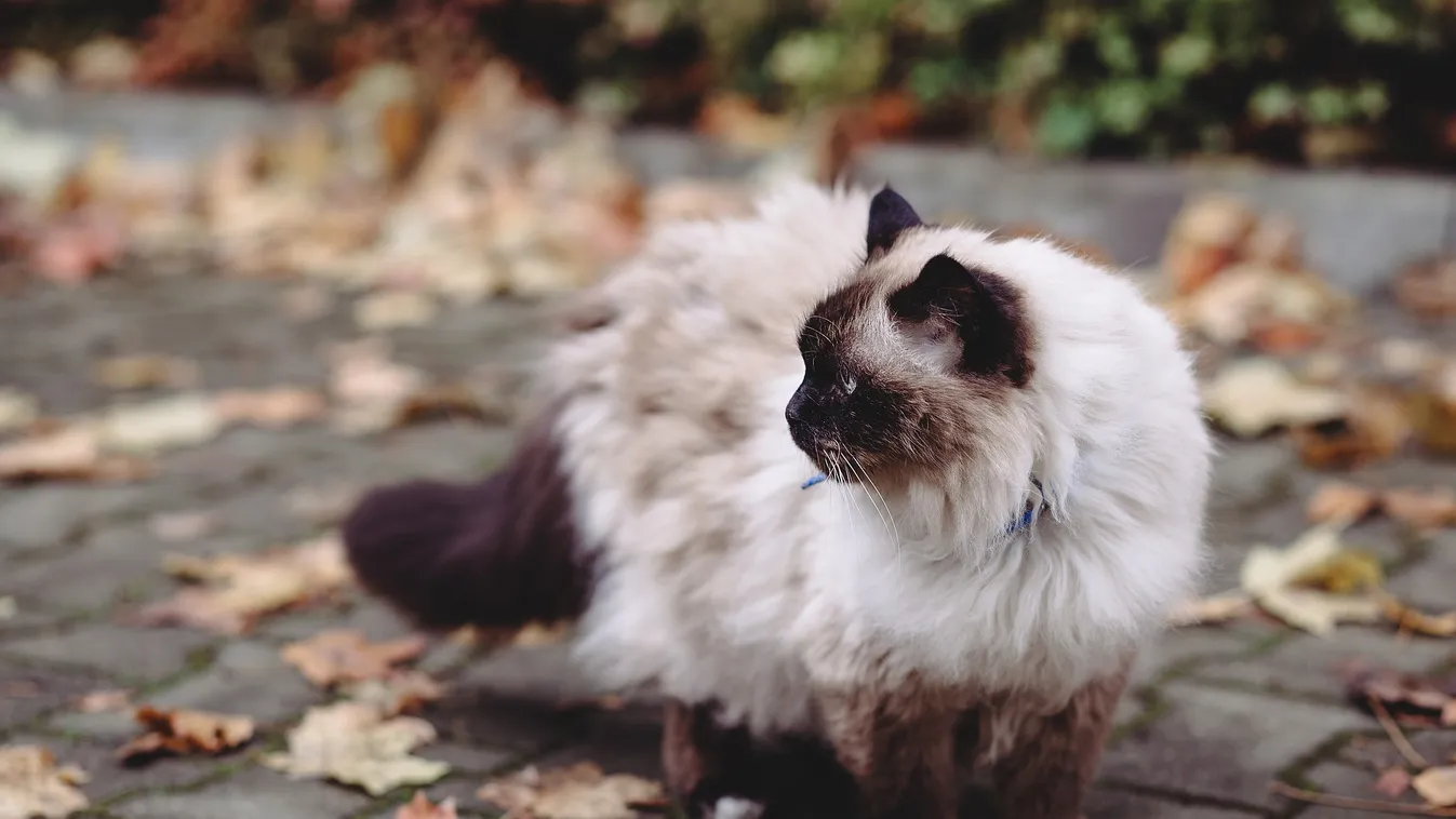 Tavaszias időnk lesz, a 20 fokot is megközelíti a hőmérséklet