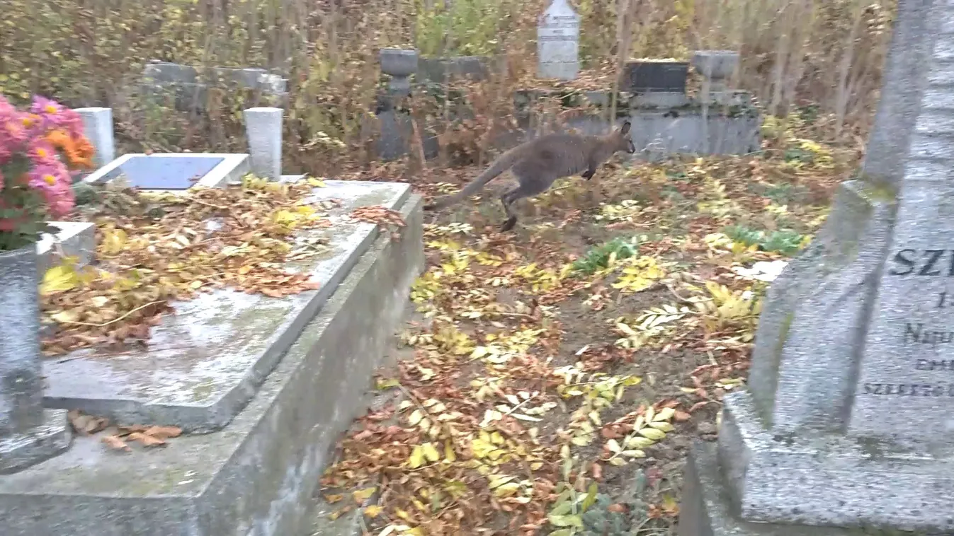 Kenguru kóborol a törökszentmiklósi temetőben - videóval