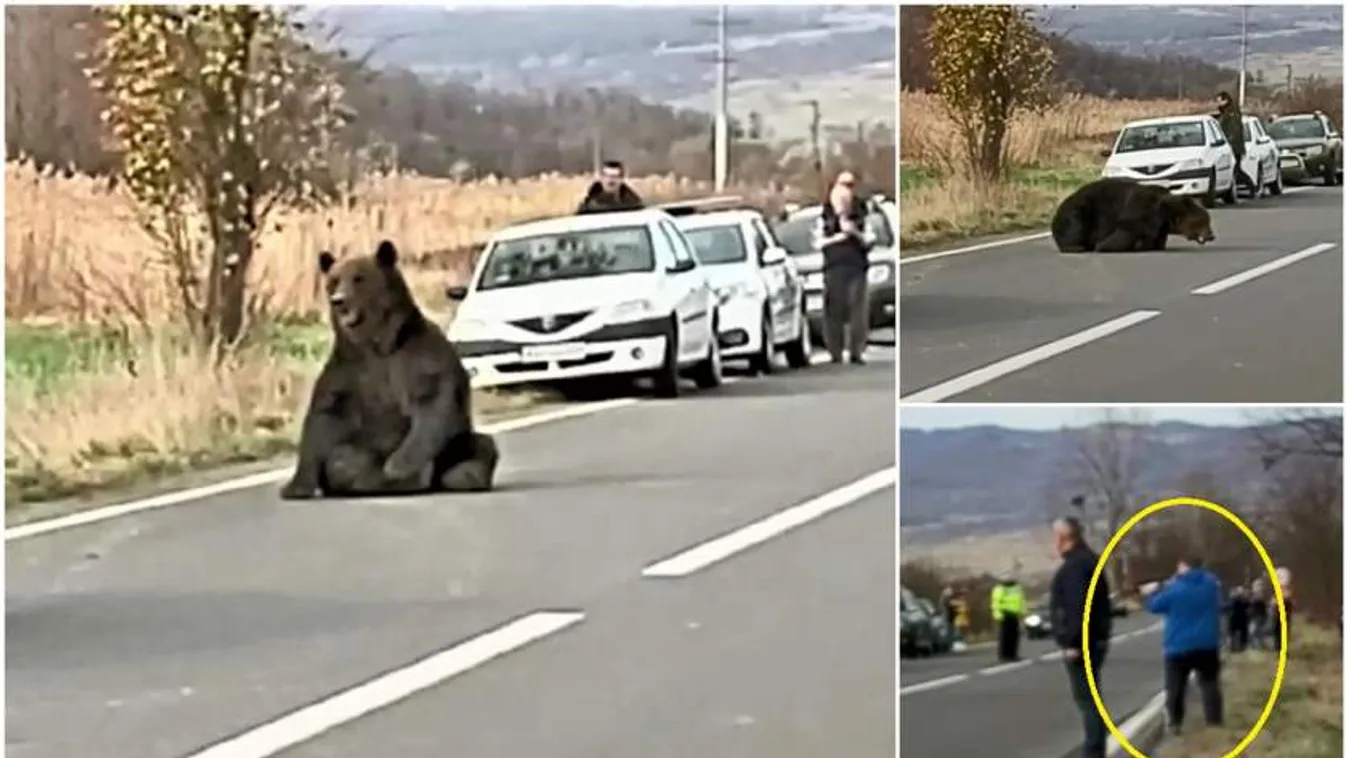 A medvegázolás nem megfelelő kezelése miatt leváltják Hargita megye prefektusát