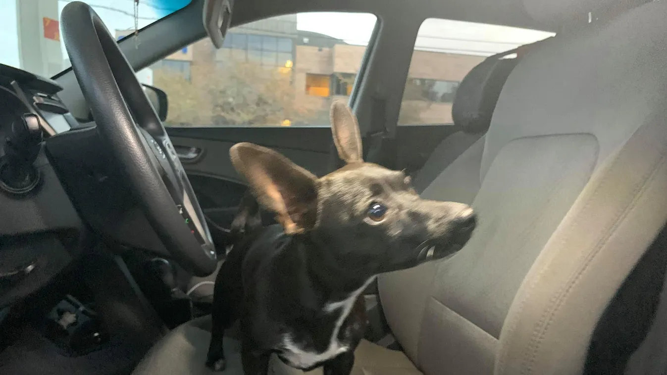 Kitolatott a benzinkútról a csivava, áthajtott az autópályán is