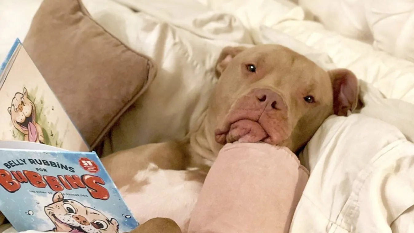 Luxuséletet él Boris a pit bull