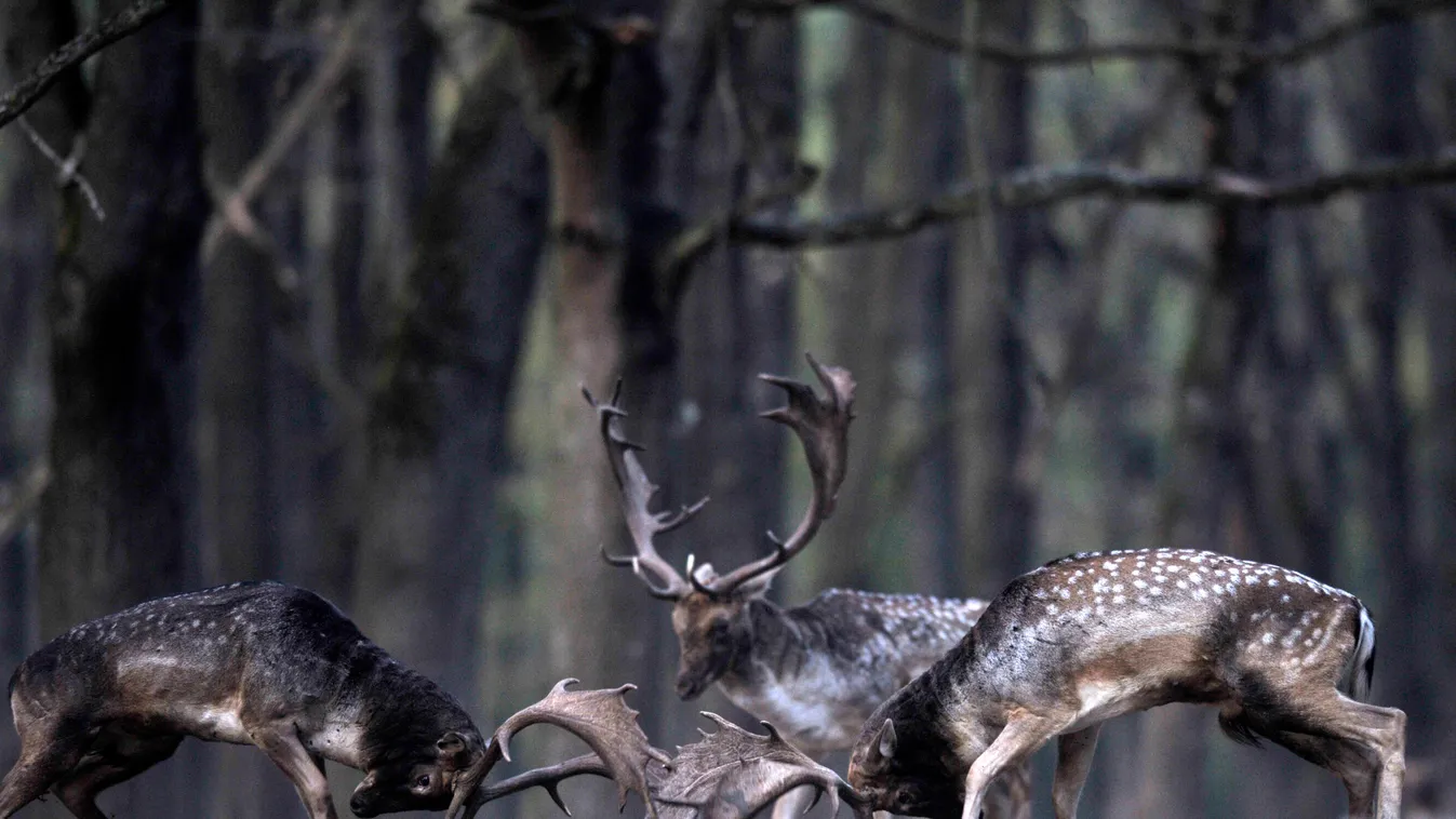Csodálatos fotók a hazai erdőkből, így barcognak a dámszarvasok