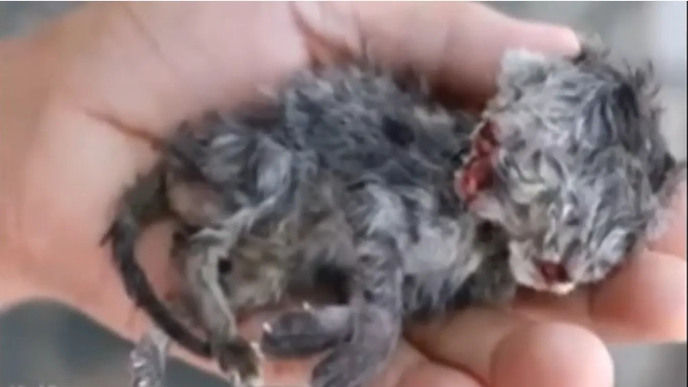 Sokkot kapott az állatorvos, amikor meglátta ezt az újszülött kiscicát