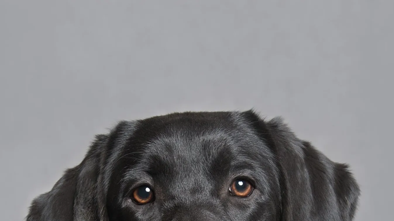 Életet mentett a pályakezdő mentőkutya