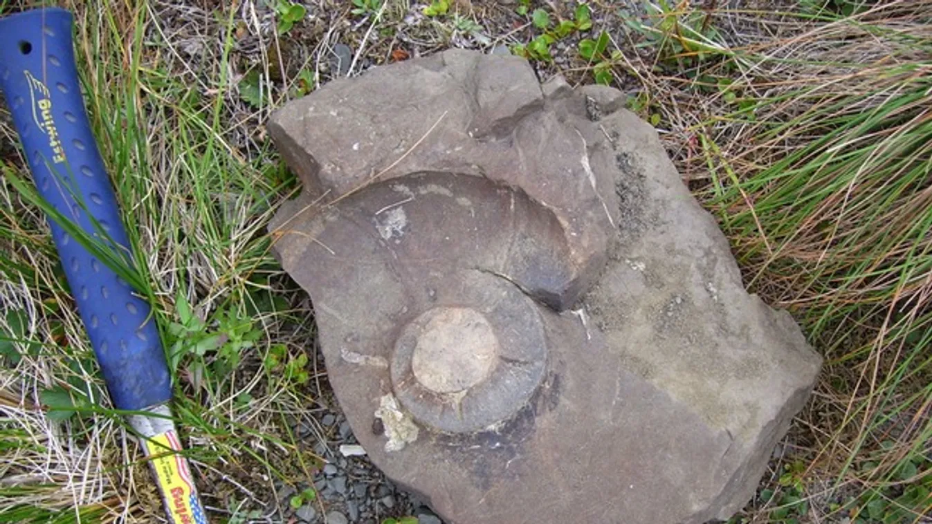 Döbbenetes lelet került elő a Mecsekben: hatalmas eredményt értek el a magyar tudósok