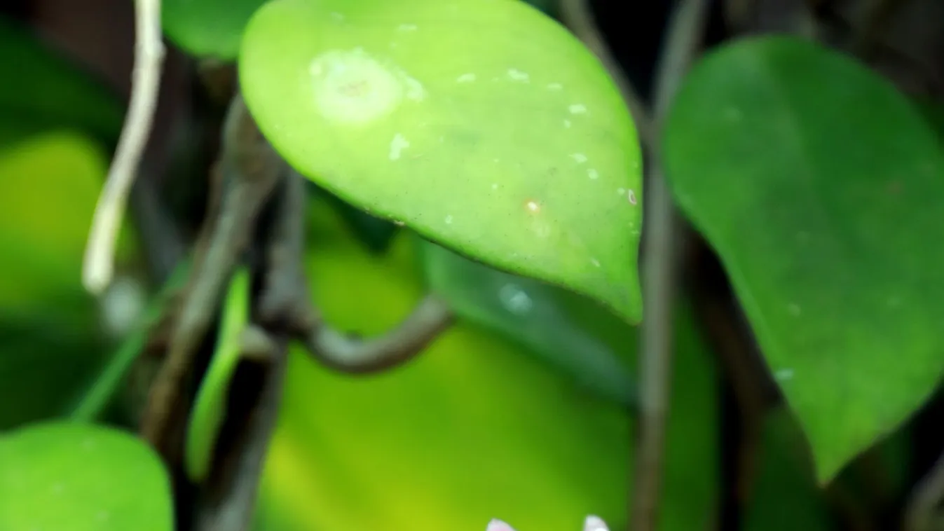 Íme egy virág, ami akkor szép, ha nem öntözöd