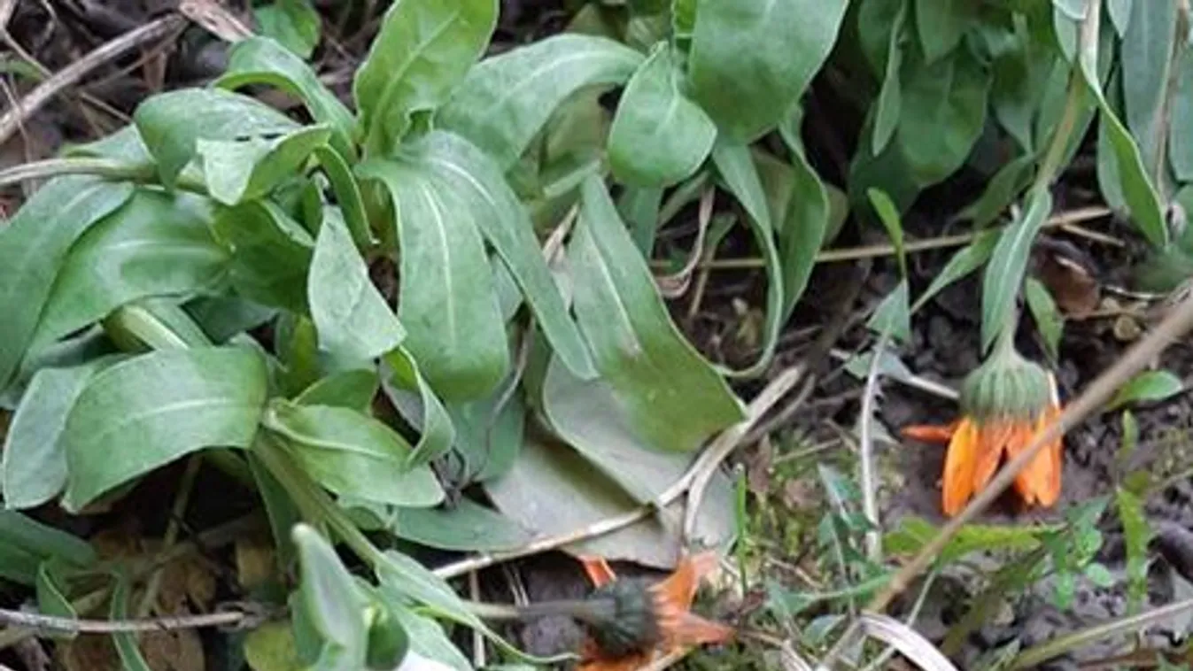 Elképesztő, mi történt karácsony előtt a magyar háziasszony kertjében