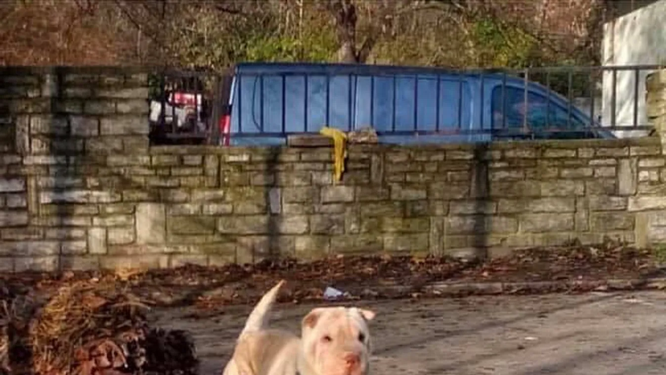 Ez a sokkos shar pei bebarangolja egész Budát