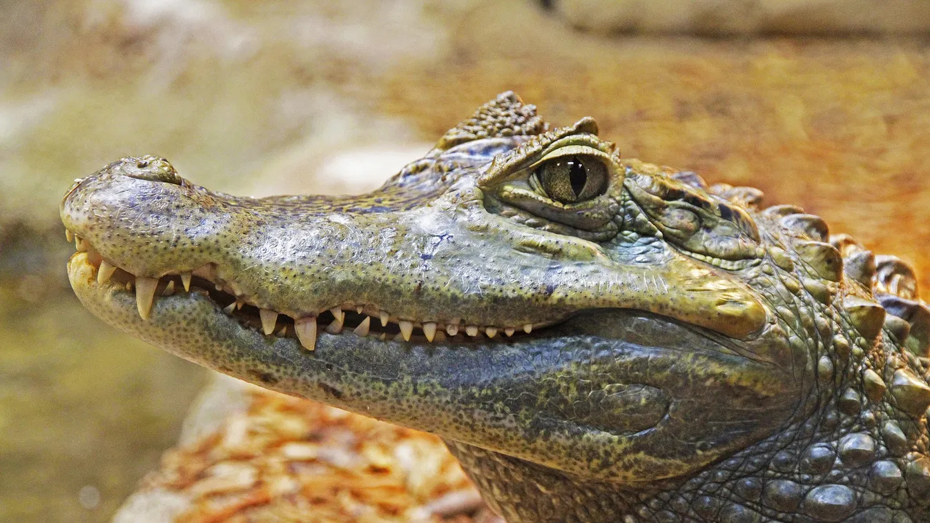 Aligátor gyomrában bukkantak az eltűnt férfira, de nem ez a legdurvább