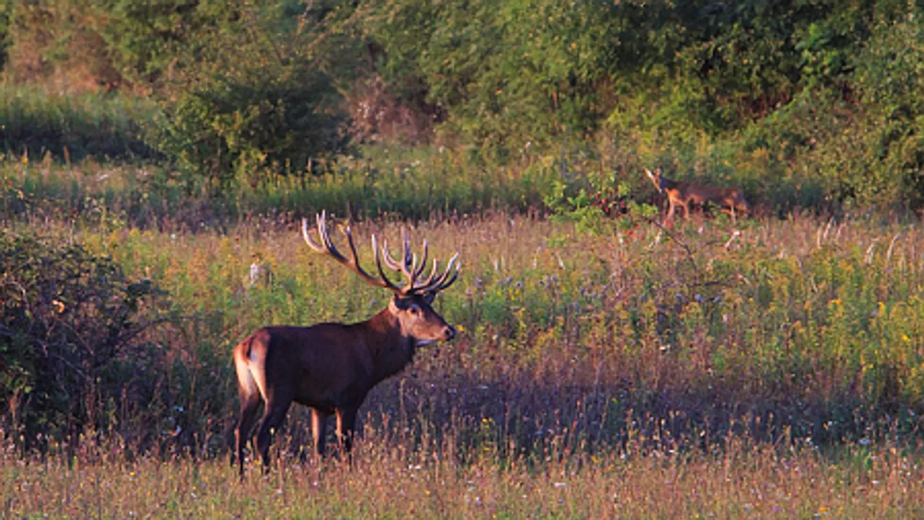 Durva, mik vannak a magyar szarvasok gyomrában