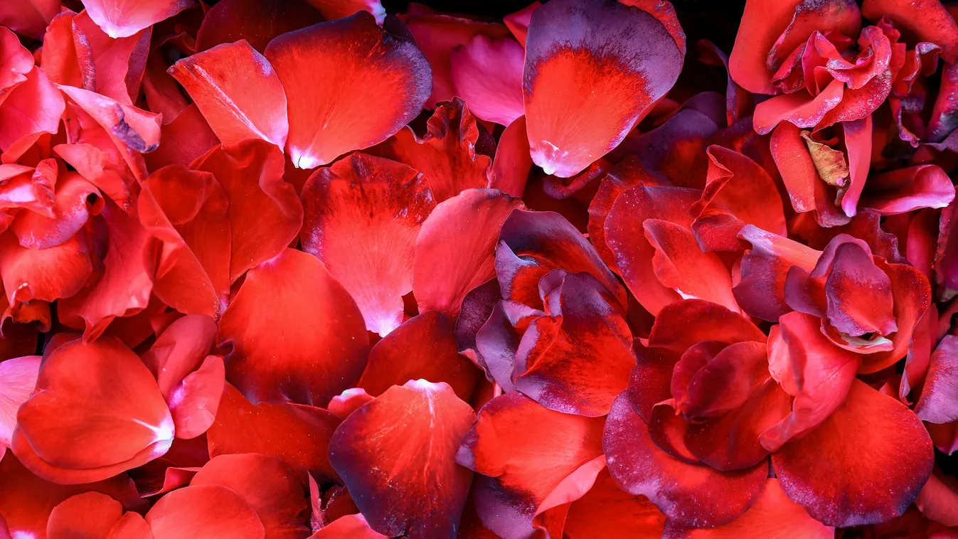 Karácsony, rózsaszirmok, tűzoltóautó: hát lehet nemet mondani erre a lánykérésre?