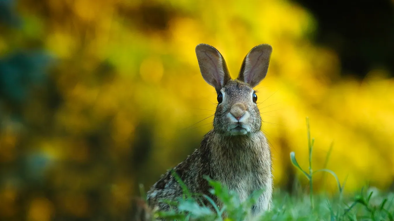 Kétszázezren nézték meg a magyar nyúlvárost