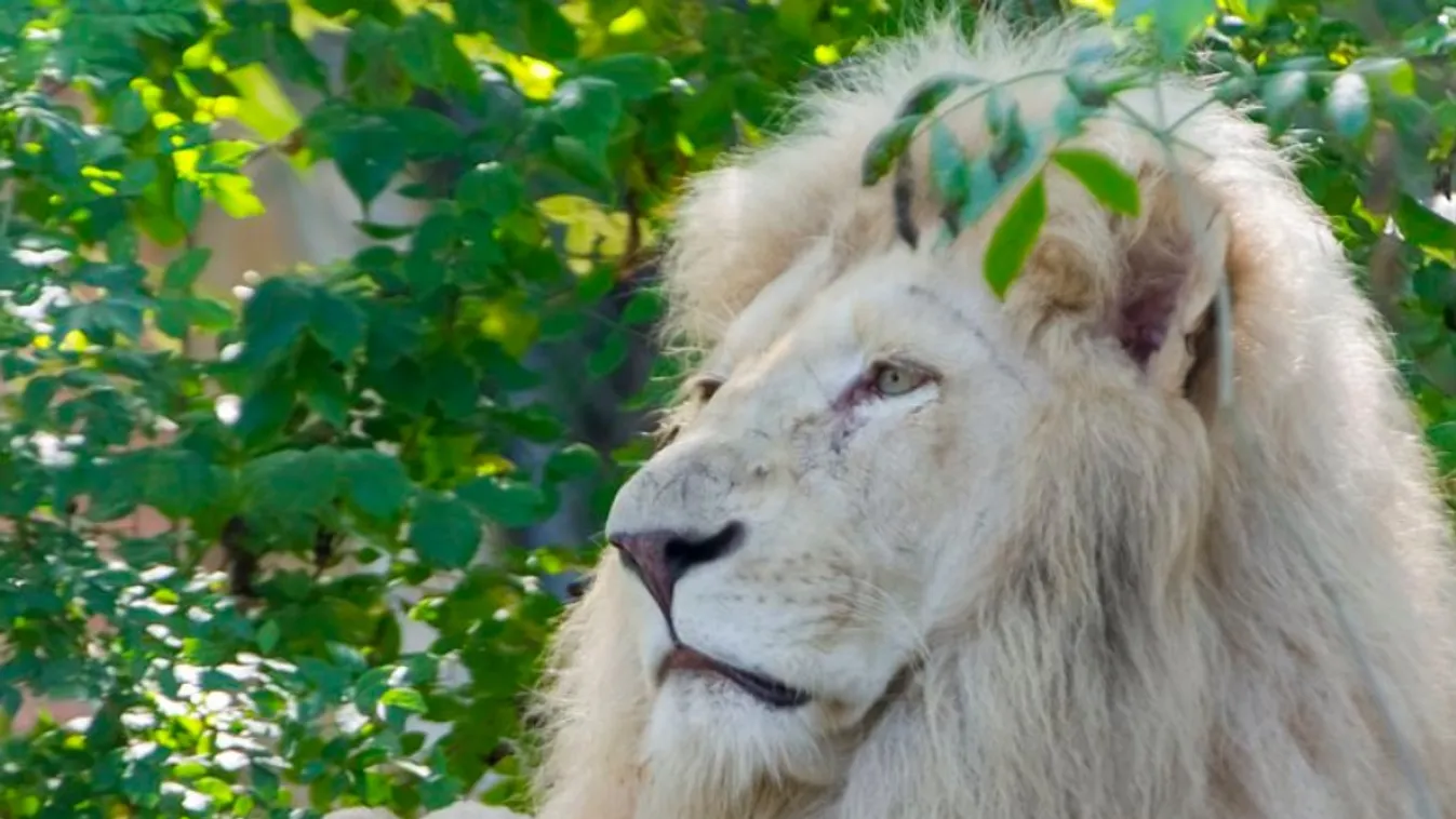 Oroszlánpánik: Menekítették az embereket a veresegyházi medveotthonból