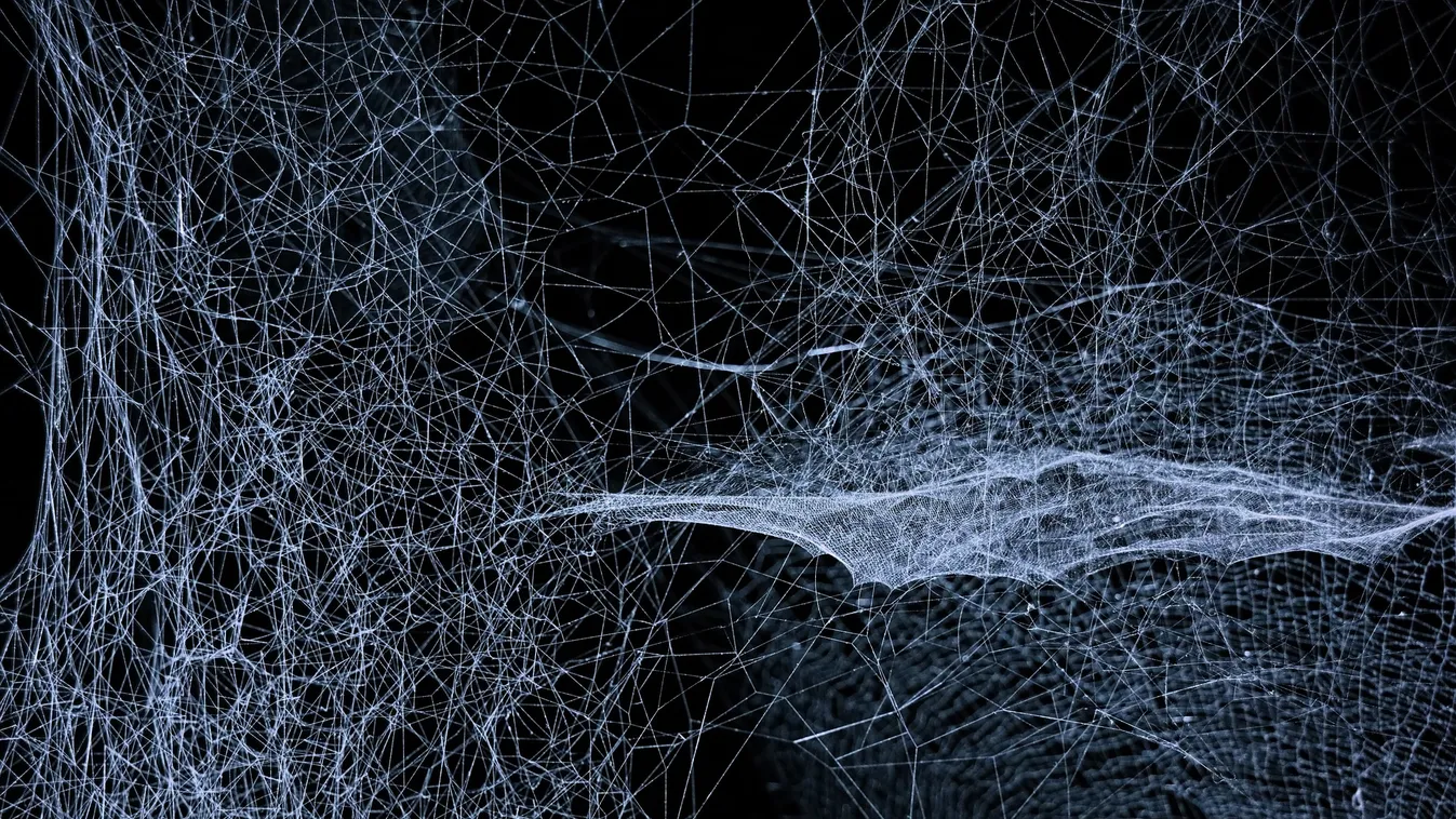 A kutatókat is megdöbbentette: ilyen pókfészket még sosem láttak