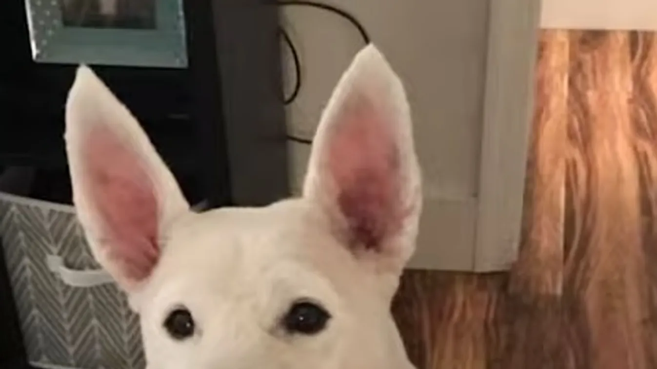 Petárdamentes szilvesztert!