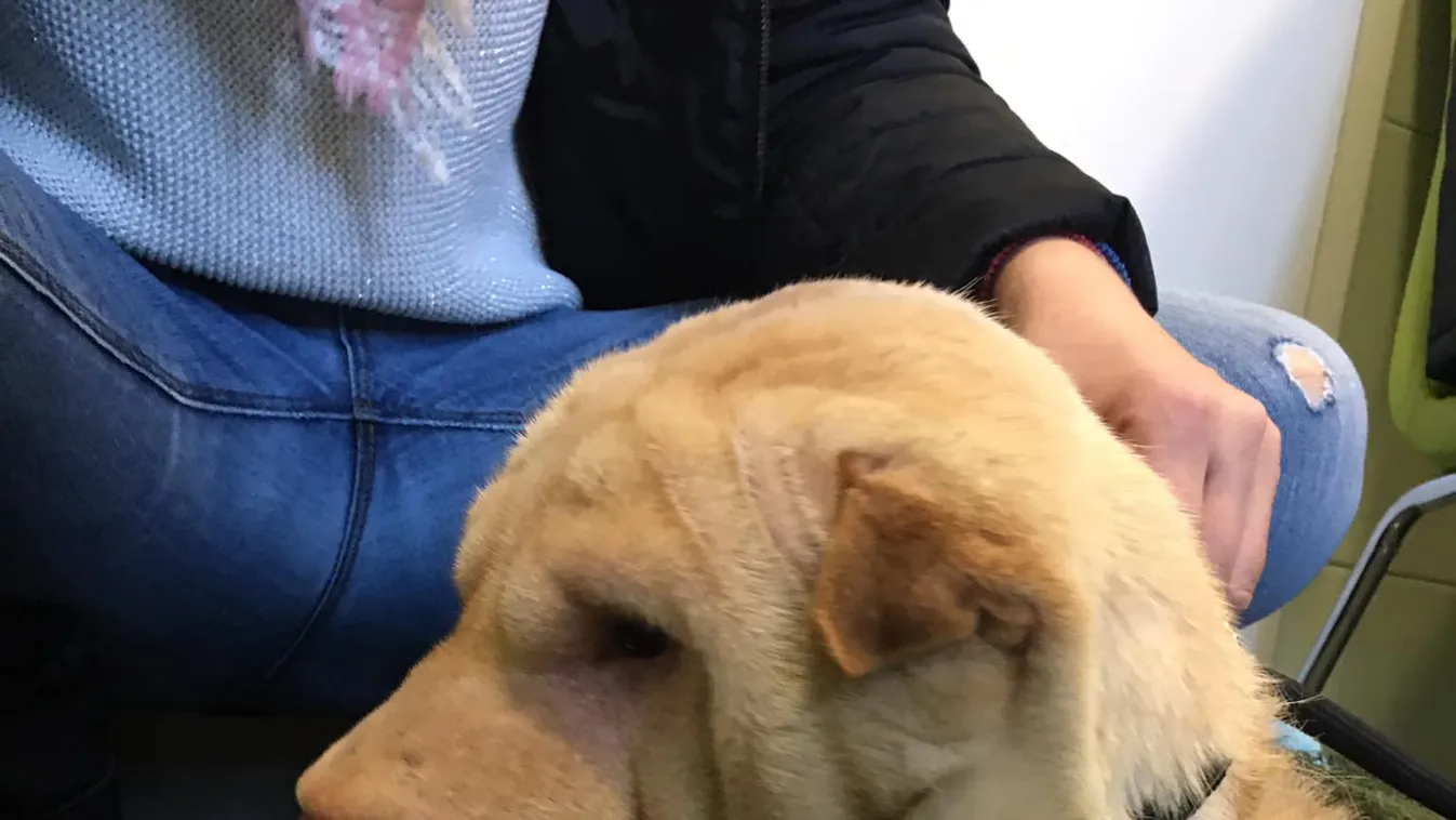 Ez derült ki a két hete kóborló titokzatos kutyáról, miután sikerült befogni