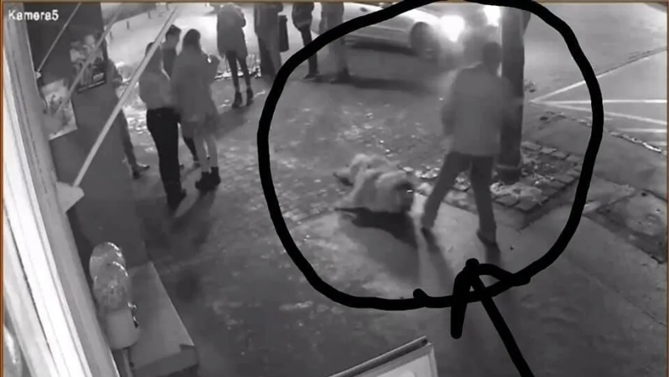 Brutálisan megkínoztak egy kutyát Vácon, videó csak erős idegzetűeknek!