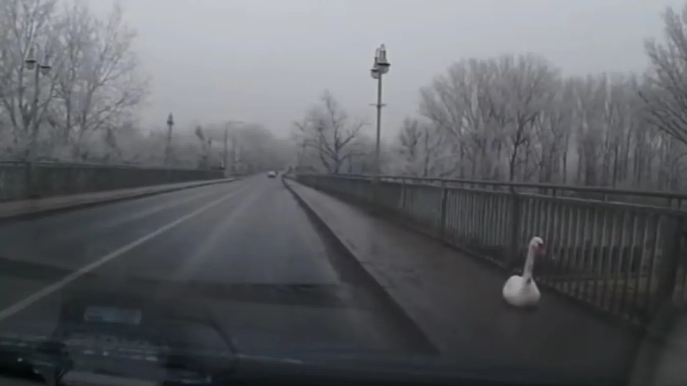 Kétlábút mentettek a rendőrök a Tiszánál