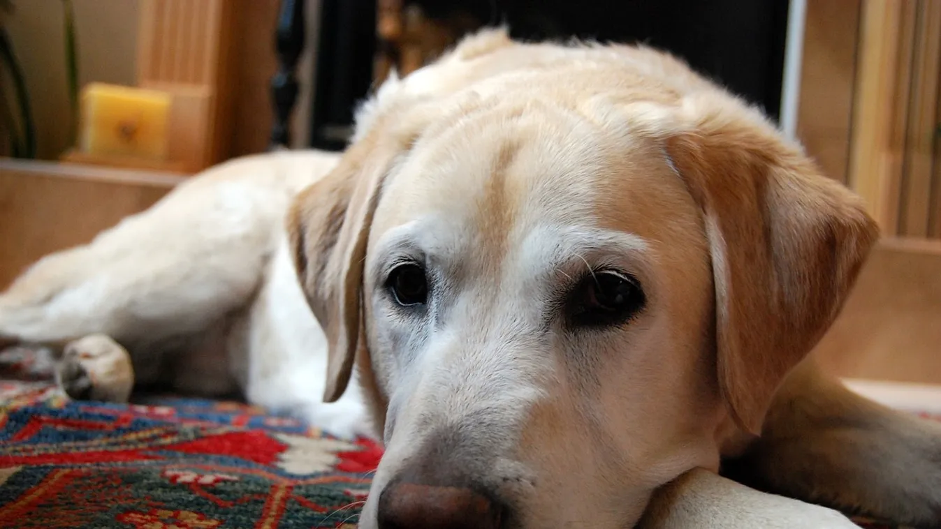 Kutyatulajdonos vagy? Akkor ezt most tudnod kell