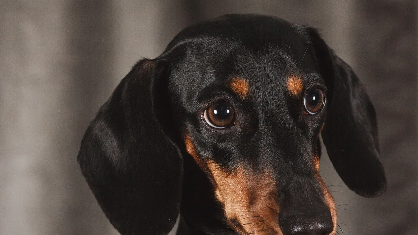 Ez a nap képe: lehetetlen helyről mentették meg a győri tacskót a tűzoltók