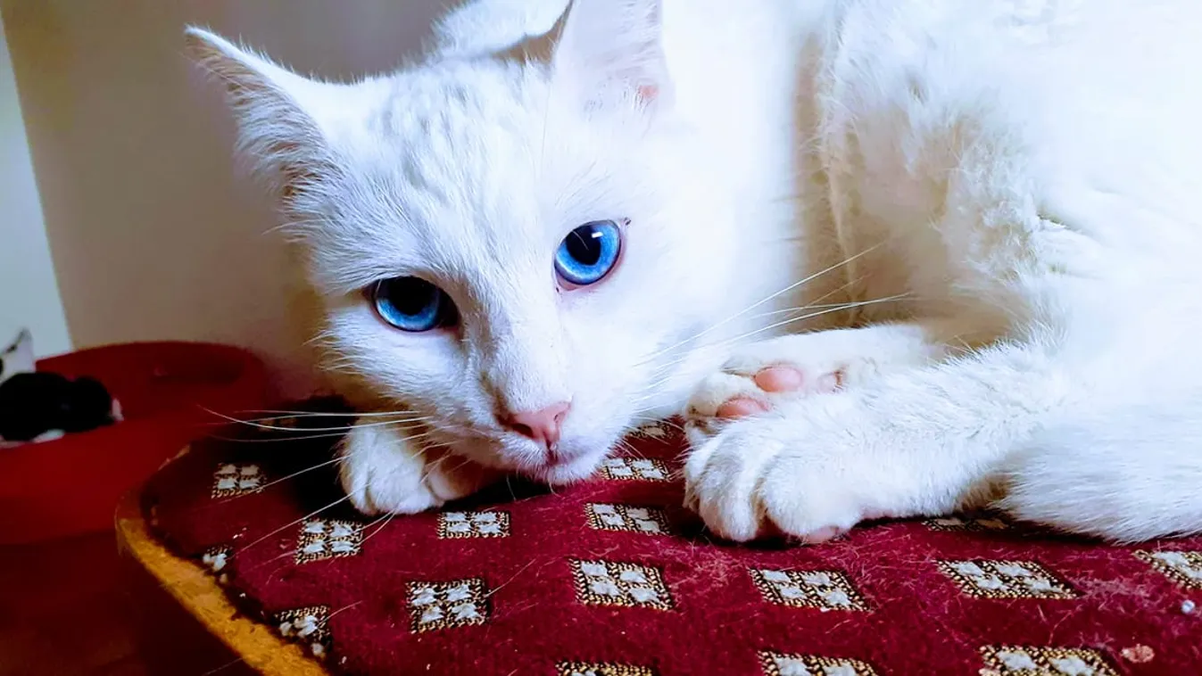 Így mentette meg ez a süket cica miskolci gazdája életét