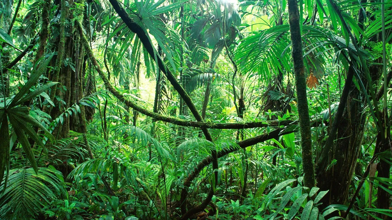 pesztő felfedezés az erdő mélyén: gigantikus leletre bukkantak