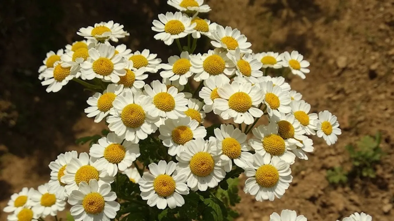 Van-e hatásos gyógytea fejfájásra, migrénre?